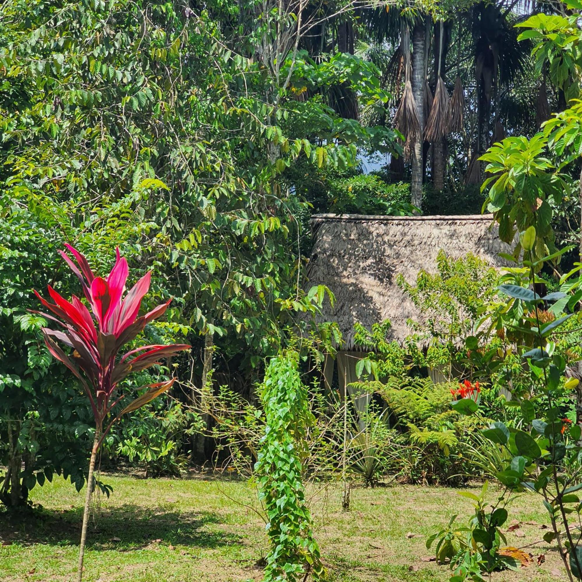 Amazona Lodge Leticia Ngoại thất bức ảnh